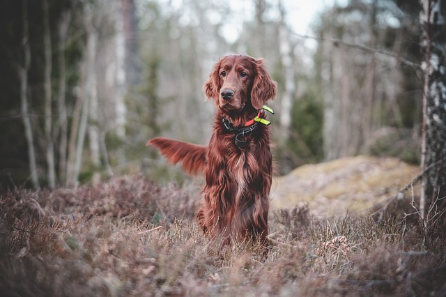 hunting license