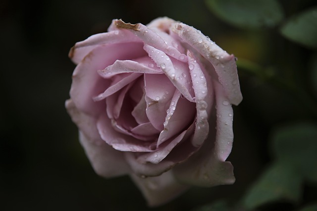 hybrid flower