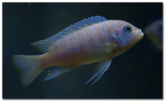 Hình ảnh minh họa ý nghĩa của từ hydrostatics