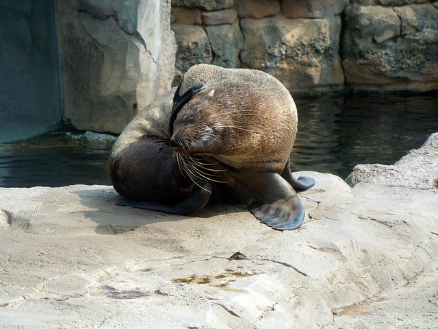 hygienic seal