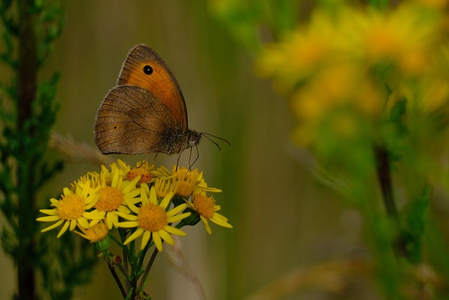 Hình ảnh minh họa ý nghĩa của từ hyphae