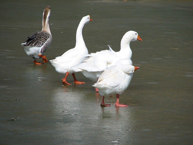 ice dancing