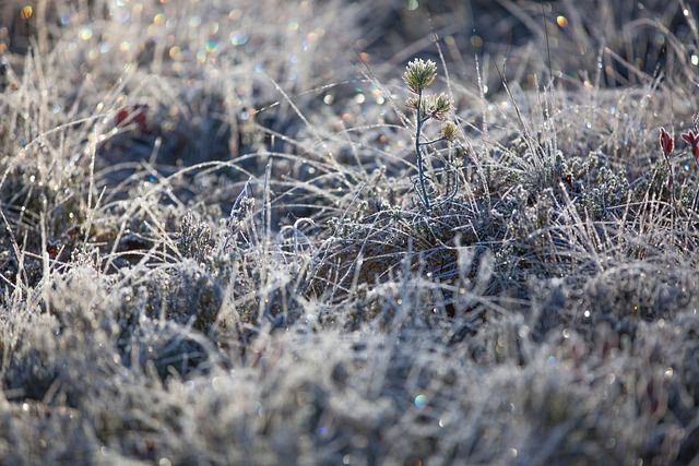 ice field