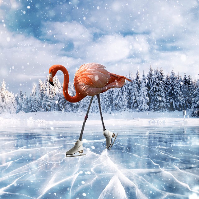 ice skate
