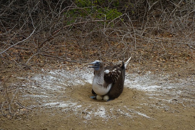 Hình ảnh minh họa ý nghĩa của từ idiotic