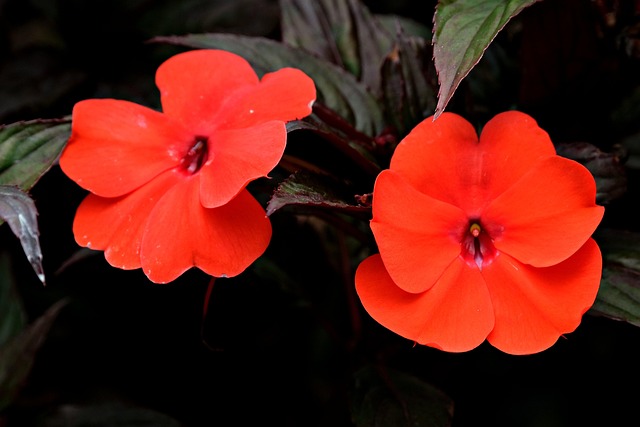 Hình ảnh minh họa ý nghĩa của từ impatiently