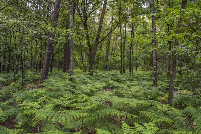 Hình ảnh minh họa ý nghĩa của từ impenetrable