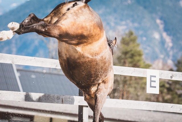 Hình ảnh minh họa ý nghĩa của từ impetuous