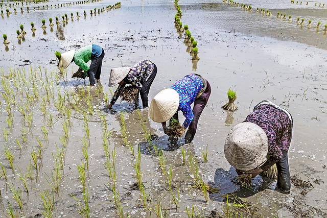 Hình ảnh minh họa ý nghĩa của từ implant