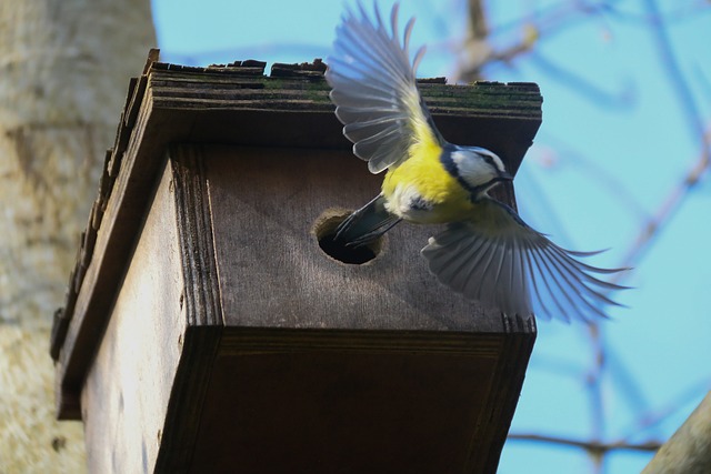 Hình ảnh minh họa ý nghĩa của từ implantation