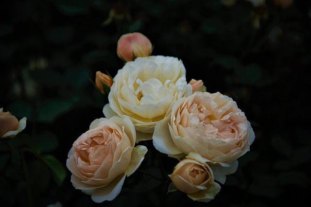 Hình ảnh minh họa ý nghĩa của từ improve