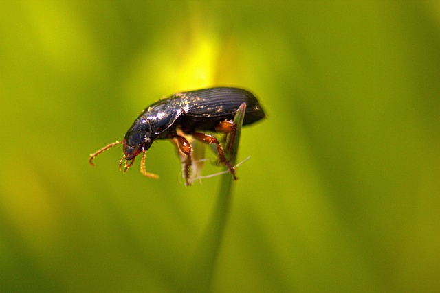 Hình ảnh minh họa ý nghĩa của từ in effect