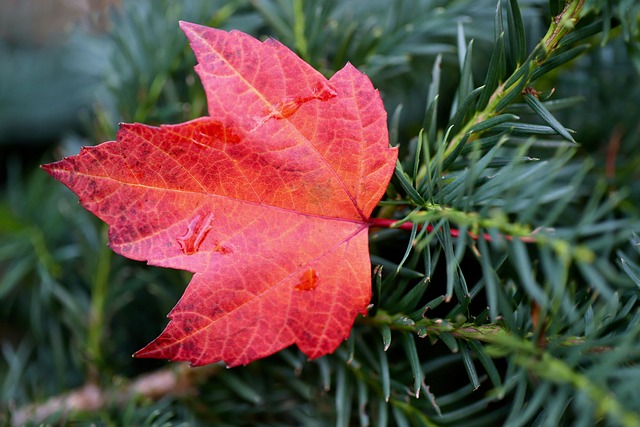 Hình ảnh minh họa ý nghĩa của từ in favor of