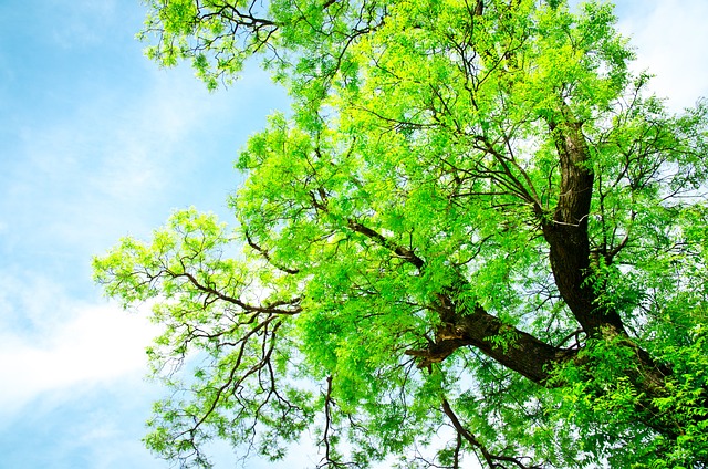 Hình ảnh minh họa ý nghĩa của từ including