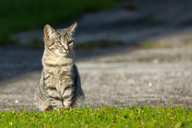 Hình ảnh minh họa ý nghĩa của từ increased