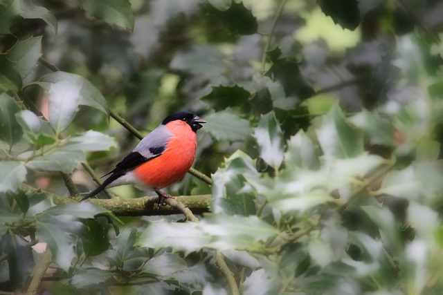 indigenous birds