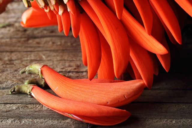 Hình ảnh minh họa ý nghĩa của từ indigenous flower