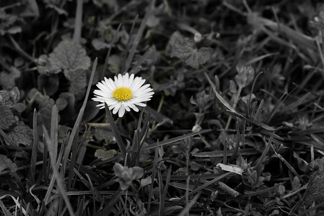 Hình ảnh minh họa ý nghĩa của từ indomitability