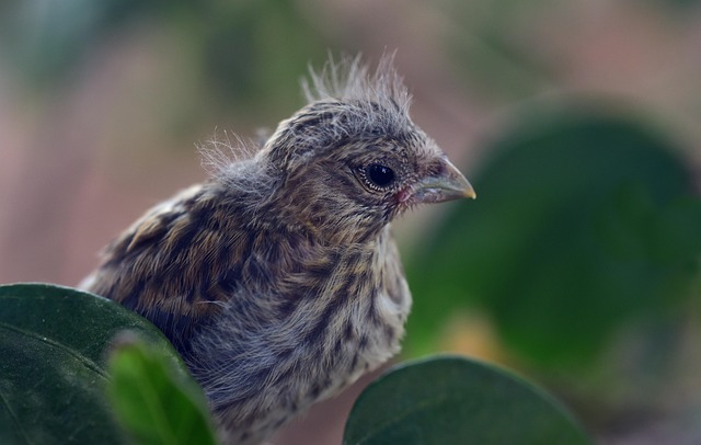 Hình ảnh minh họa ý nghĩa của từ inexperienced