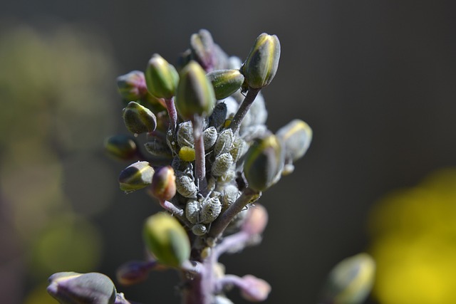 Hình ảnh minh họa ý nghĩa của từ infest