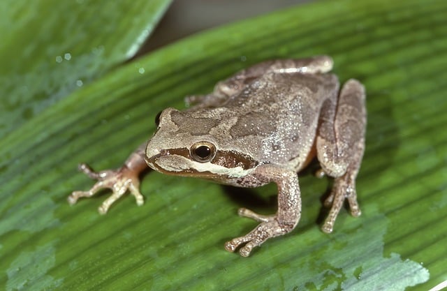 Hình ảnh minh họa ý nghĩa của từ inhabitant