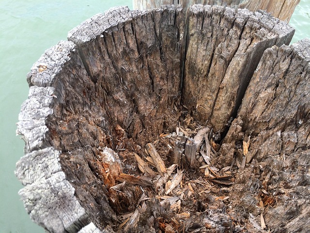 innards
