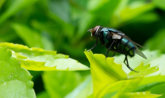 Hình ảnh minh họa ý nghĩa của từ insect