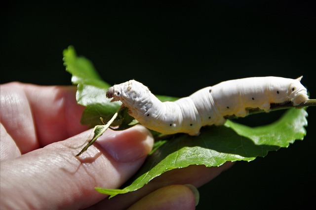 insect eating
