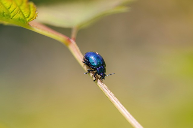 insect exoskeleton