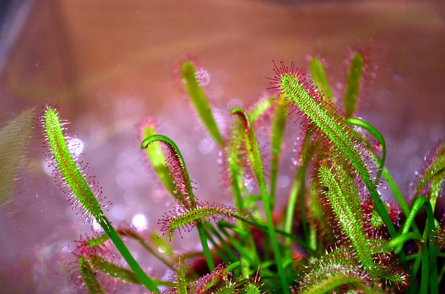 Hình ảnh minh họa ý nghĩa của từ insectivorous plants