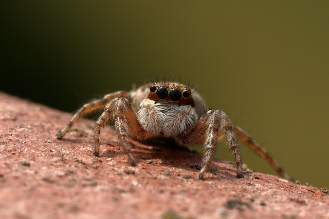 Insects