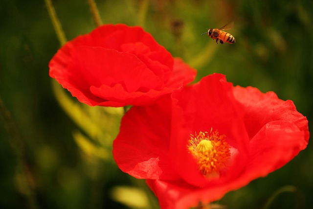 Hình ảnh minh họa ý nghĩa của từ instinctive