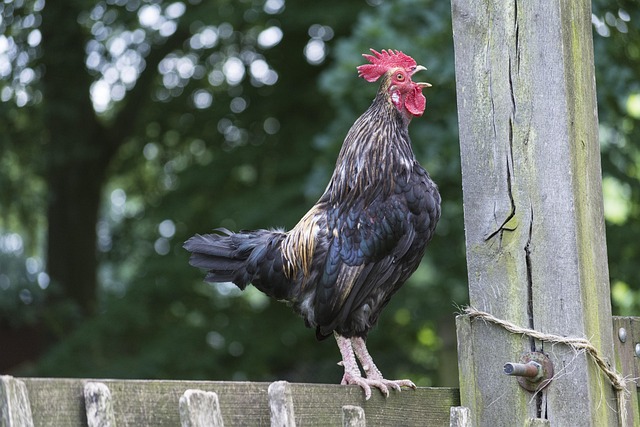 intensive animal farming
