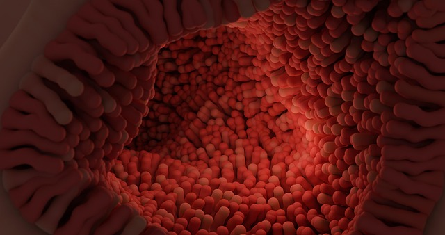 Hình ảnh minh họa ý nghĩa của từ intestinal health