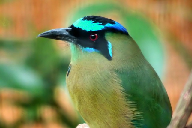 Hình ảnh minh họa ý nghĩa của từ introduce