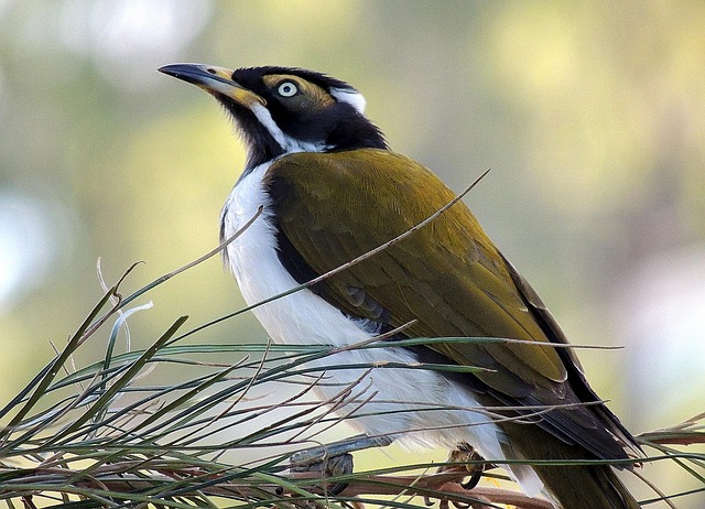 introduced birds