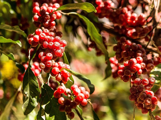 invasive plant