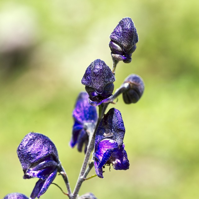 Hình ảnh minh họa ý nghĩa của từ iron toxicity