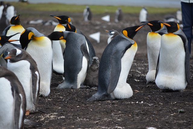 island group