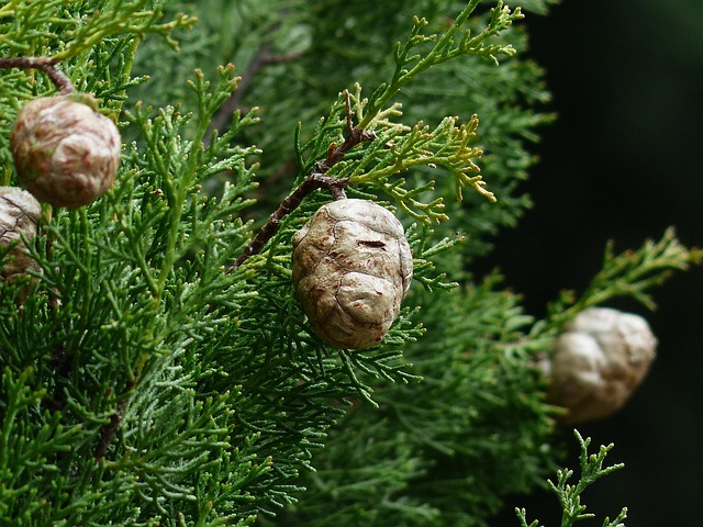 italian cypress