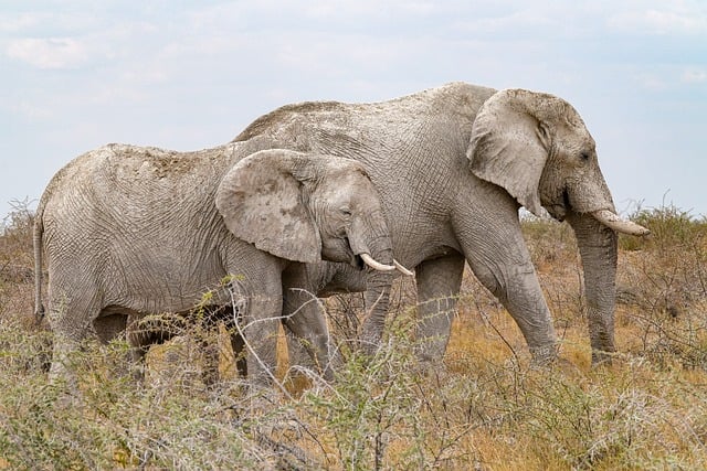 Hình ảnh minh họa ý nghĩa của từ ivory