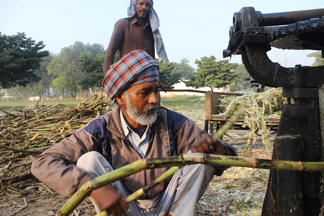 jaggery