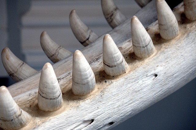 jawbone