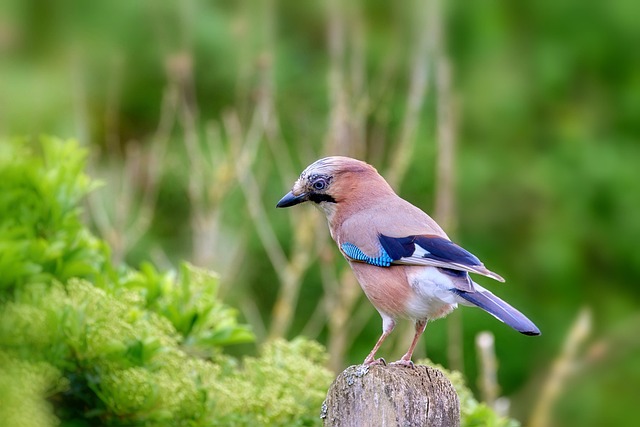 jay