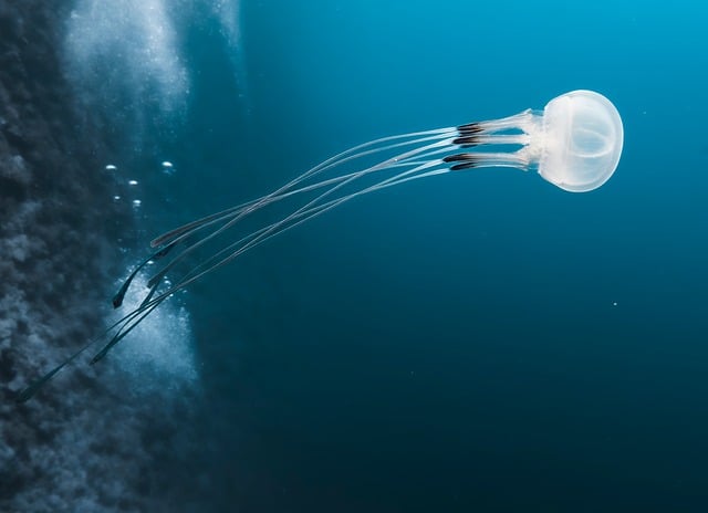 jellyfish