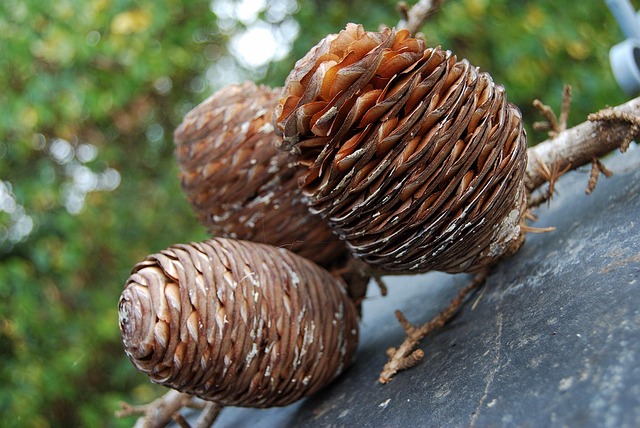 Hình ảnh minh họa ý nghĩa của từ jerk