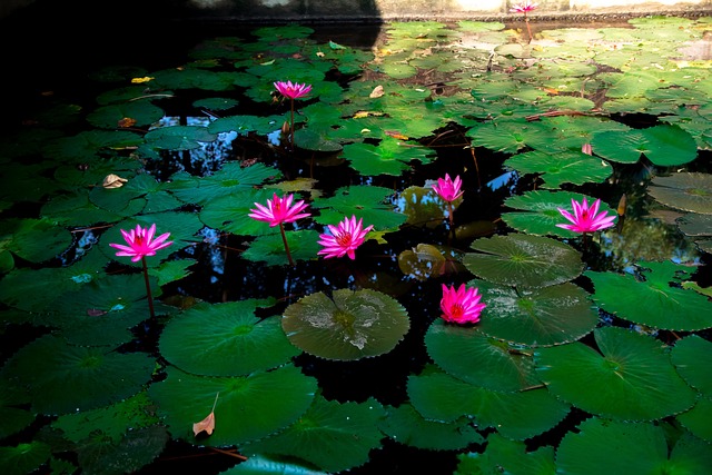 Hình ảnh minh họa ý nghĩa của từ joy