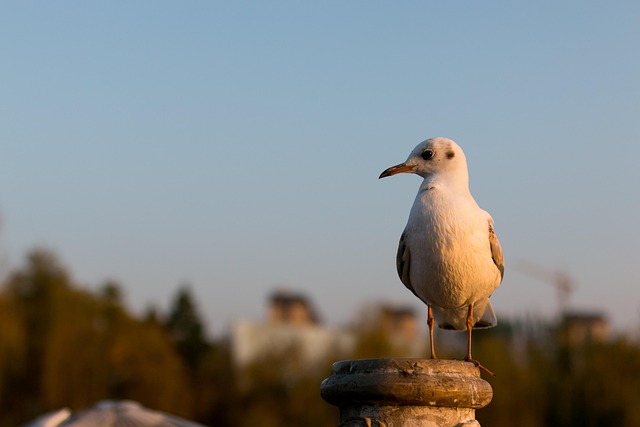 Hình ảnh minh họa ý nghĩa của từ json