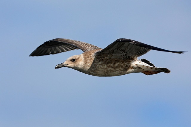 juvenile bird