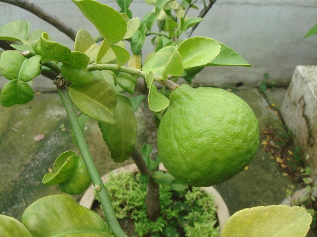 kaffir lime